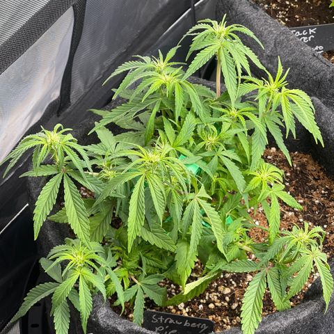 Strawberry Pie growlog timeline photo
