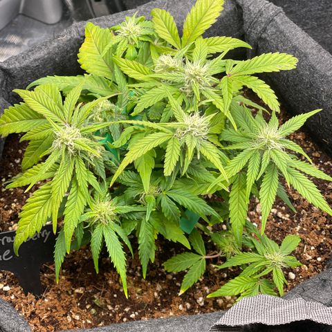 Strawberry Pie growlog timeline photo