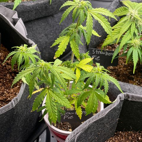 Strawberry Pie growlog timeline photo