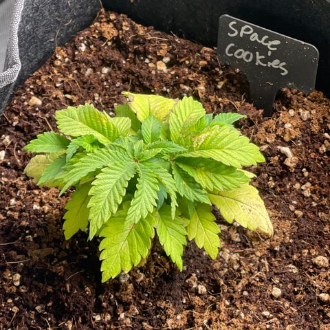 Space Cookies growlog timeline photo