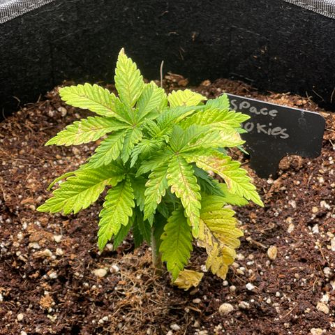 Space Cookies growlog timeline photo