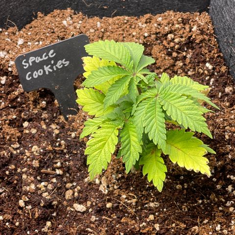 Space Cookies growlog timeline photo