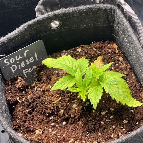 Sour Diesel #2 growlog timeline photo