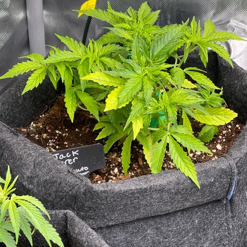 Jack Herer Auto growlog timeline photo
