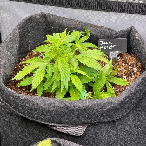 Jack Herer Auto growlog timeline photo