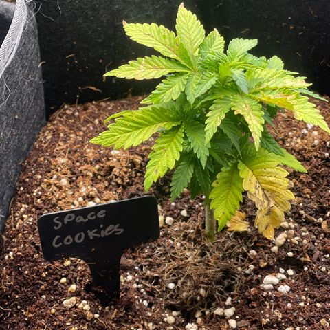 Space Cookies growlog timeline photo