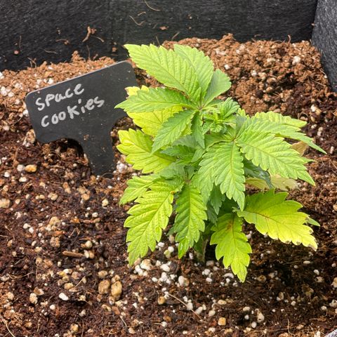 Space Cookies growlog timeline photo