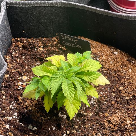 Space Cookies growlog timeline photo