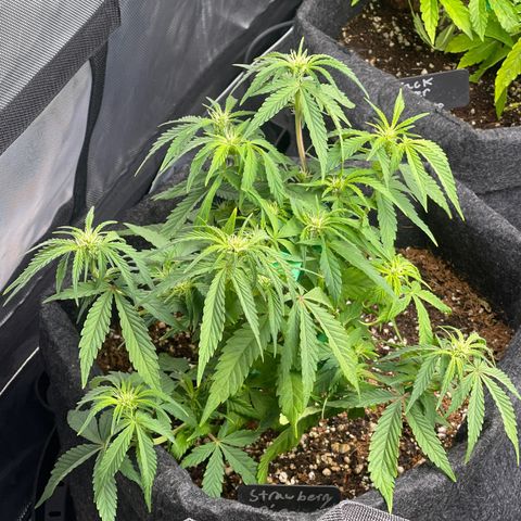 Strawberry Pie growlog timeline photo