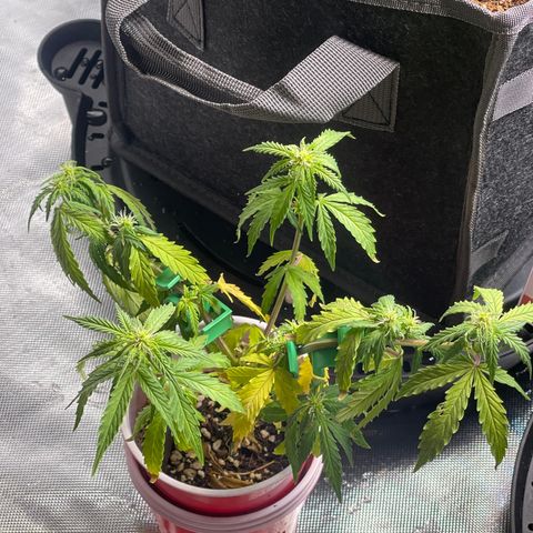 Strawberry Pie growlog timeline photo
