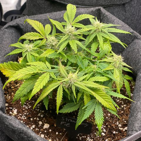 Strawberry Pie growlog timeline photo