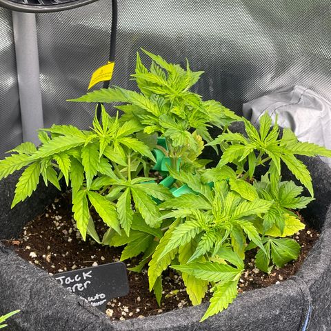 Jack Herer Auto growlog timeline photo