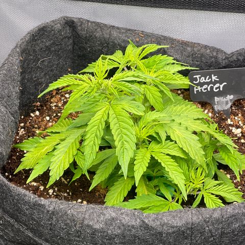 Jack Herer Auto growlog timeline photo