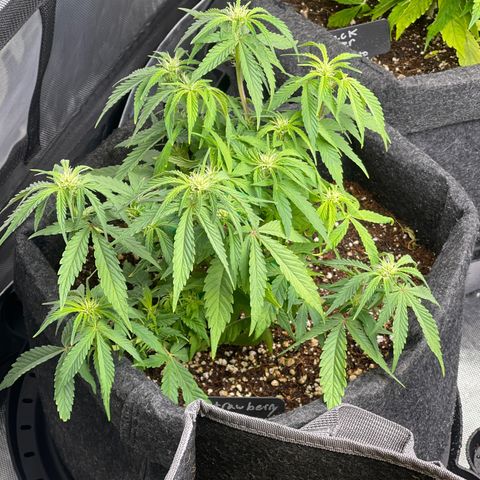 Strawberry Pie growlog timeline photo