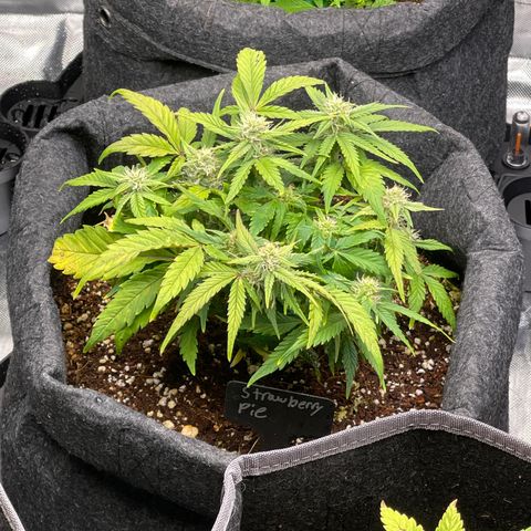 Strawberry Pie growlog timeline photo