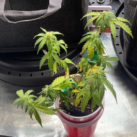 Strawberry Pie growlog timeline photo