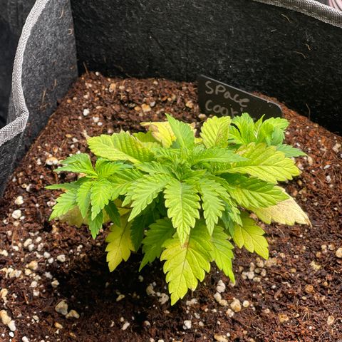 Space Cookies growlog timeline photo