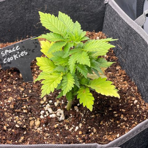 Space Cookies growlog timeline photo