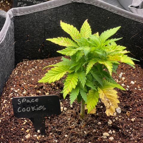 Space Cookies growlog timeline photo