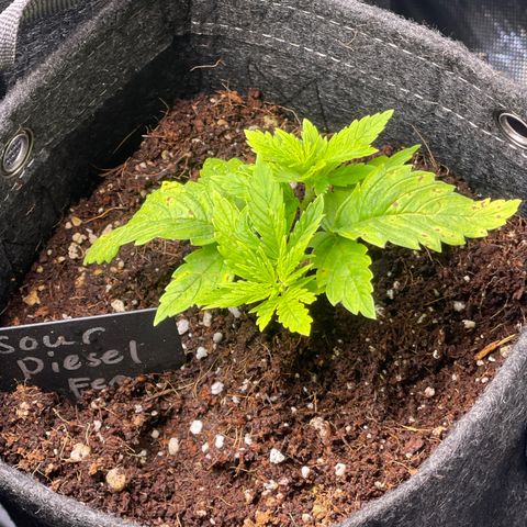 Sour Diesel #2 growlog timeline photo