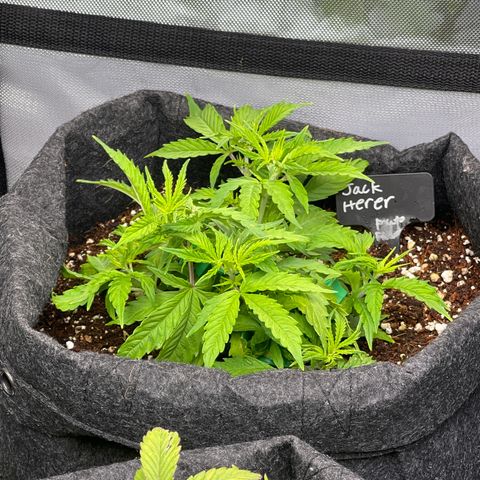 Jack Herer Auto growlog timeline photo