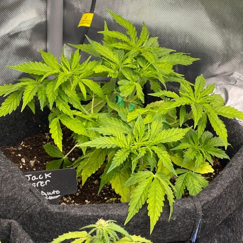 Jack Herer Auto growlog timeline photo