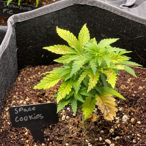 Space Cookies growlog timeline photo