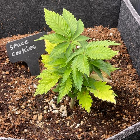 Space Cookies growlog timeline photo