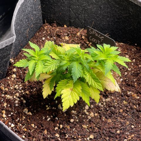 Space Cookies growlog timeline photo