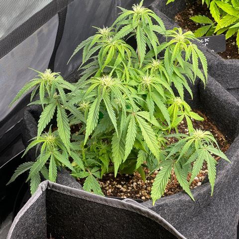 Strawberry Pie growlog timeline photo