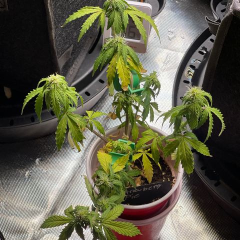 Strawberry Pie growlog timeline photo