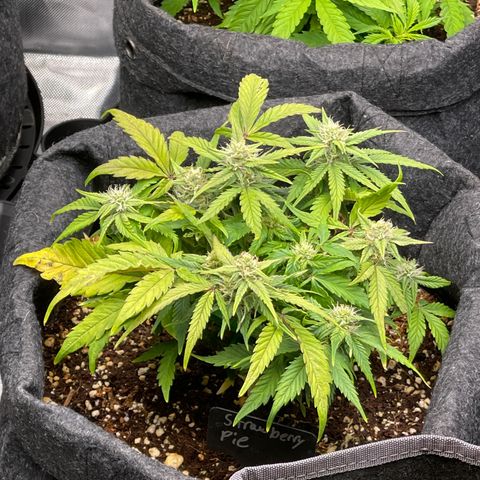 Strawberry Pie growlog timeline photo