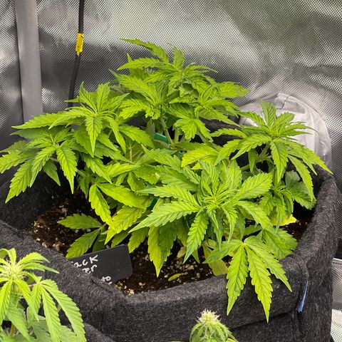Jack Herer Auto growlog timeline photo
