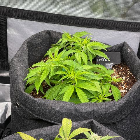 Jack Herer Auto growlog timeline photo