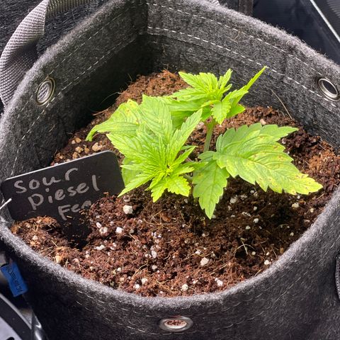 Sour Diesel #2 growlog timeline photo