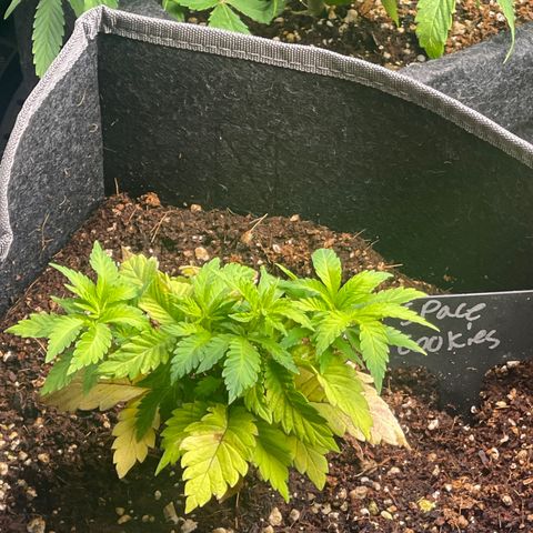Space Cookies growlog timeline photo