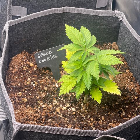 Space Cookies growlog timeline photo