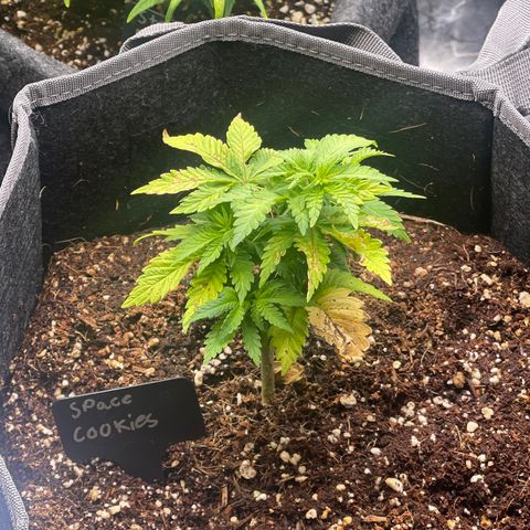 Space Cookies growlog timeline photo