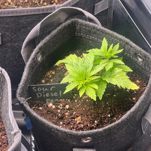 Sour Diesel #2 growlog timeline photo