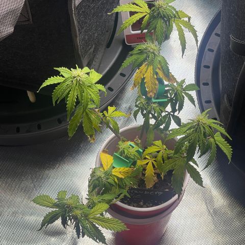Strawberry Pie growlog timeline photo