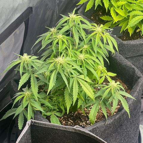 Strawberry Pie growlog timeline photo