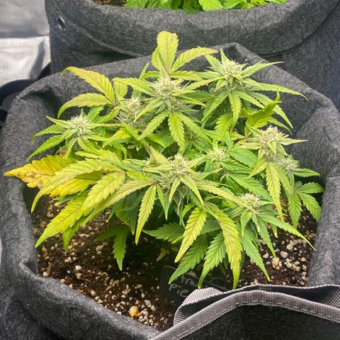Strawberry Pie growlog timeline photo