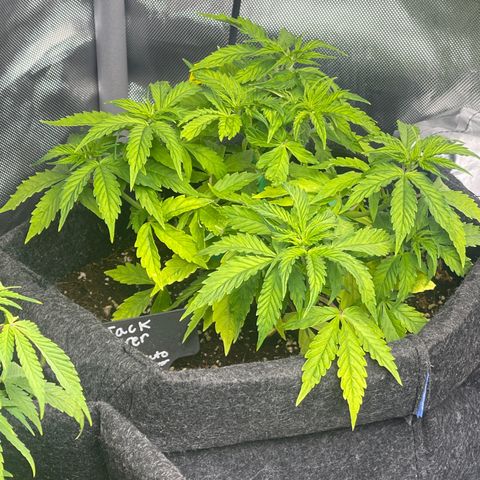 Jack Herer Auto growlog timeline photo