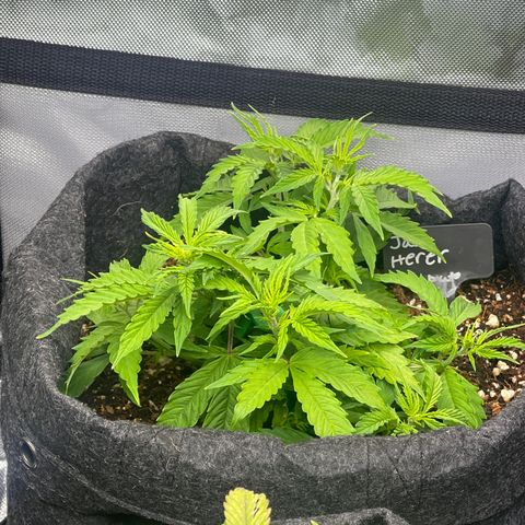 Jack Herer Auto growlog timeline photo