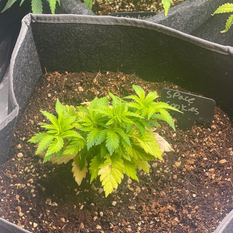 Space Cookies growlog timeline photo