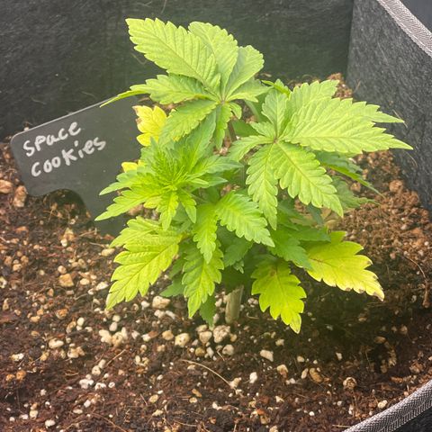 Space Cookies growlog timeline photo