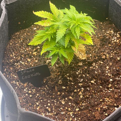 Space Cookies growlog timeline photo