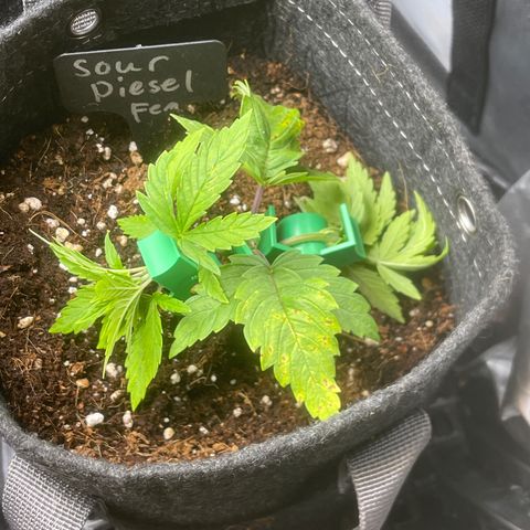 Sour Diesel #2 growlog timeline photo