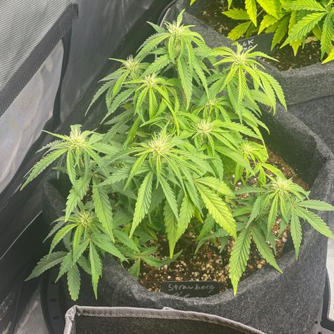 Strawberry Pie growlog timeline photo