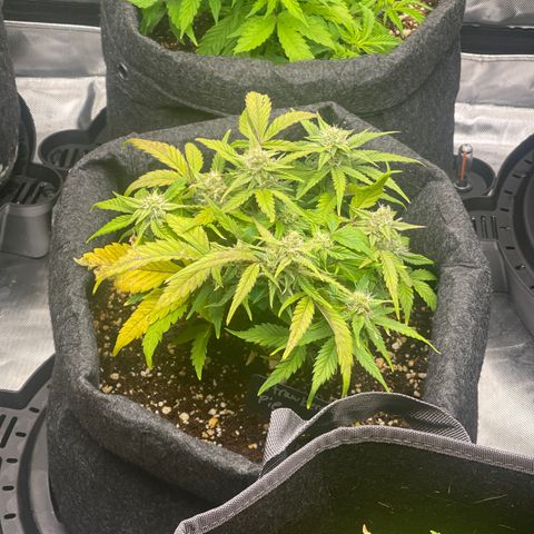 Strawberry Pie growlog timeline photo